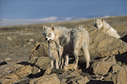 北极狼,狼,请求,幼仔,艾利斯摩尔岛,加拿大