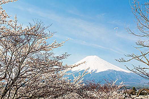 盛开,樱桃树,枝条,富士山,山梨县,日本