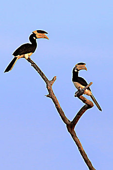 犀鸟,情侣,暸望,国家公园,斯里兰卡,亚洲