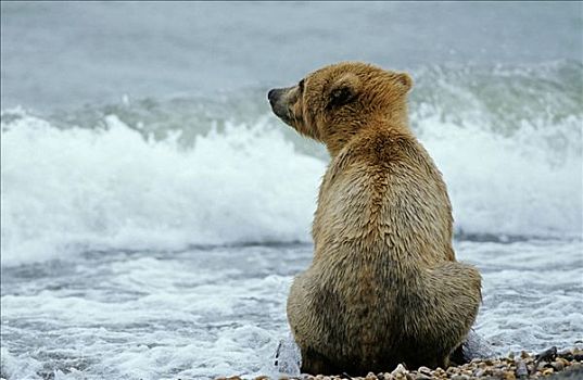 棕熊,看,海洋,卡特麦国家公园,阿拉斯加