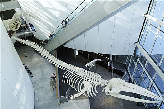 骨骼,门廊,德国,海洋馆,施特拉尔松,梅克伦堡前波莫瑞州
