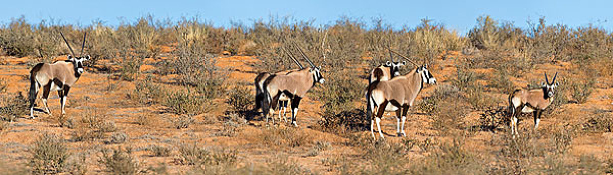 公羊,羚羊,卡拉哈迪大羚羊国家公园,北开普,南非,非洲