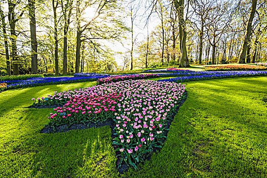 彩色,形状,花坛,春天,库肯霍夫花园,荷兰南部,荷兰