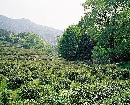 杭州茶乡梅家坞