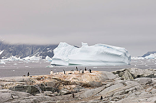 巴布亚企鹅,企鹅,正面,冰山,岛屿,雷麦瑞海峡,南极半岛,南极