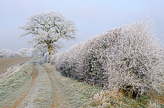 白霜,霜,遮盖,灌木篱墙,树,旁侧,道路,黎明,诺福克,英格兰,欧洲