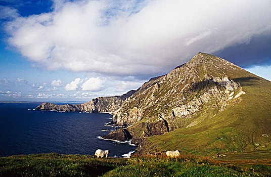绵羊,下方,悬崖,阿基尔岛,梅奥县,爱尔兰