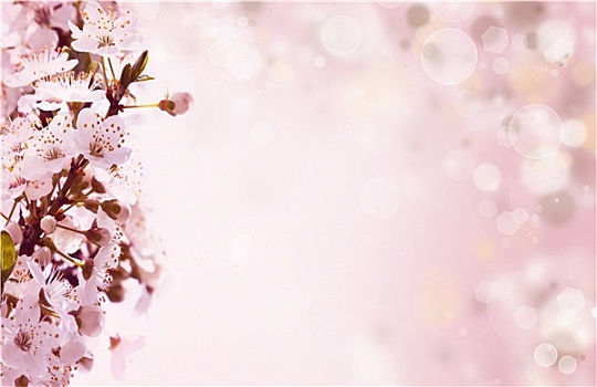 粉色,春花