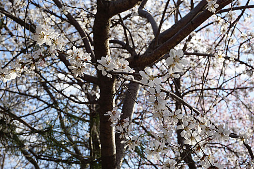 樱花树