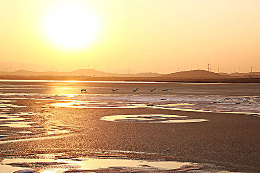 夕阳下滩涂上的天鹅