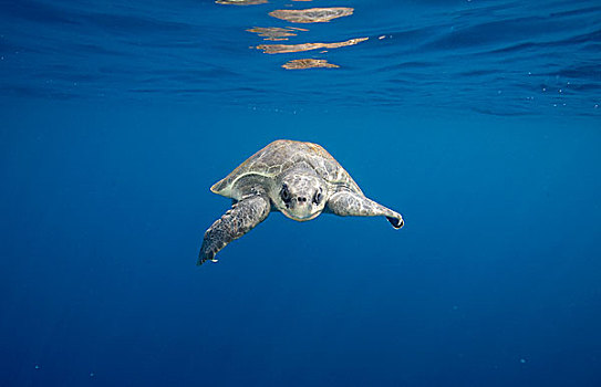 橄榄龟,太平洋丽龟,靠近,墨西哥