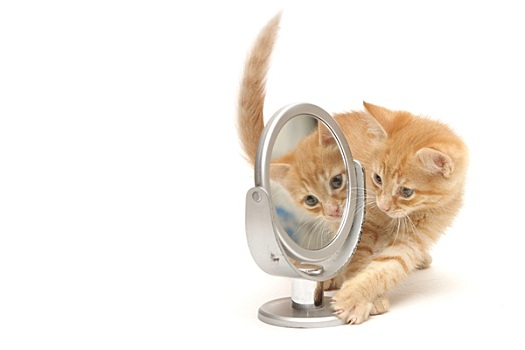 姜,小猫,看,镜子
