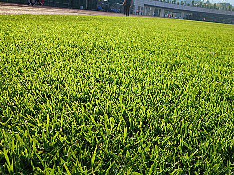 足球场草坪设施