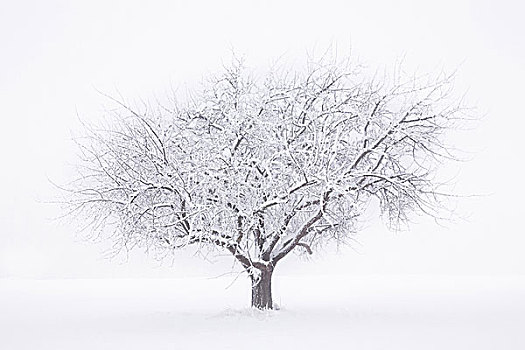 树,冰冻,白色