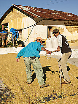 工人,咖啡豆,弄干,庄园,远景,危地马拉