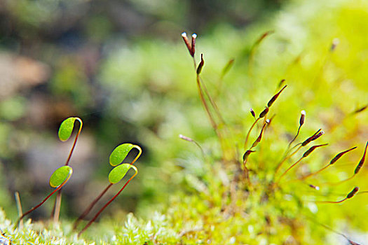 苔藓,孢子