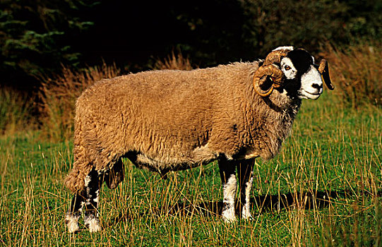 家羊,斯韦达尔,站立,地点,坎布里亚,英格兰,欧洲