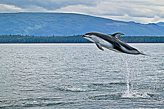 太平洋,白色,海豚,跳跃,高,声音,北方,温哥华岛,不列颠哥伦比亚省,加拿大