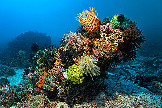 珊瑚,许多,羽毛,星,海滩,波多黎各,民都洛,岛屿,菲律宾,亚洲