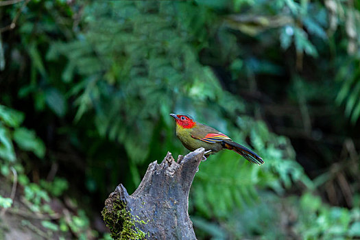 生活在中国西南密林低地的红头噪鹛鸟
