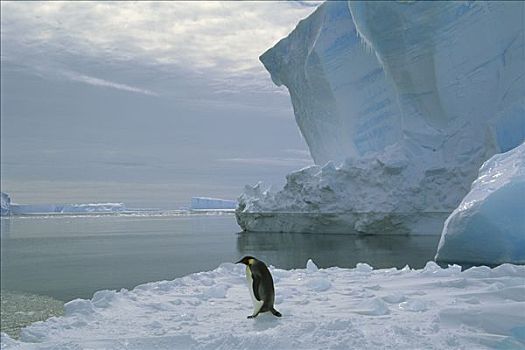 帝企鹅,走,冰,冰架,威德尔海,南极