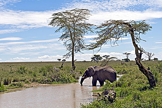 大象,非洲象,喝,河,塞伦盖蒂,坦桑尼亚,非洲