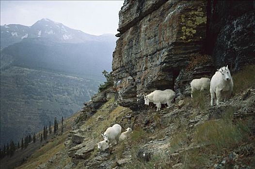 石山羊,雪羊,牧群,陡峭,山,斜坡,落基山脉,北美