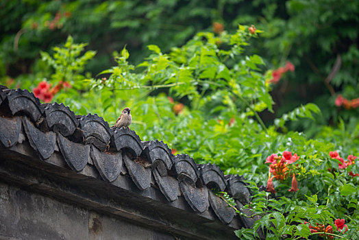 南京老门东街景