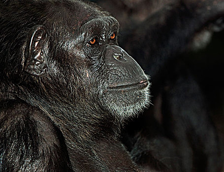 黑猩猩,类人猿,头像,成年