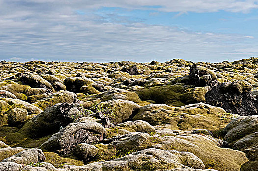 火山岩,繁茂,苔藓,靠近,冰岛,欧洲