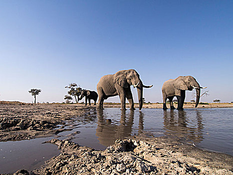 非洲,博茨瓦纳,乔贝国家公园,非洲象,牧群,喝,泥,水潭,萨维提,湿地