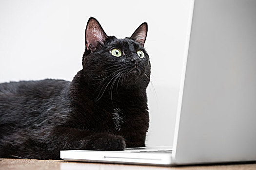 家,黑猫,看,笔记本电脑,显示屏,上网,互联网