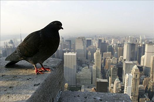 美国,纽约,鸽子,注视,帝国大厦