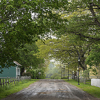 树,房子,道路,乡村,新斯科舍省,加拿大