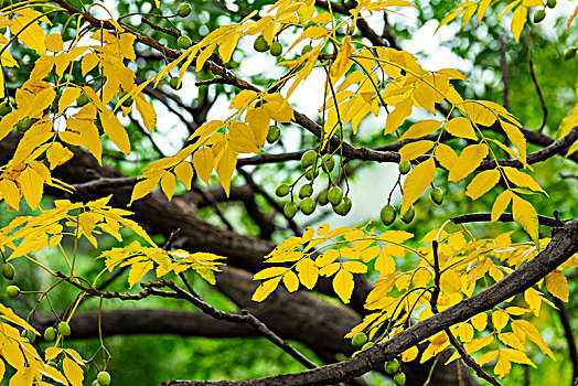 秋天树叶见黄