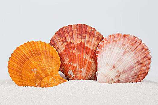 沙滩上的贝壳