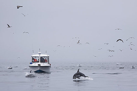 渔船,海豚,声音,不列颠哥伦比亚省,加拿大