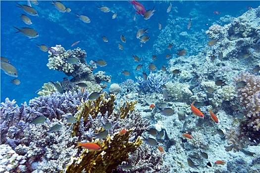 珊瑚礁,硬珊瑚,紫色,桌面珊瑚,仰视,热带,海洋