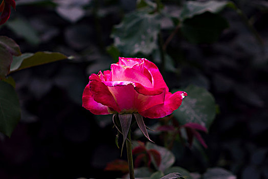 唯美月季花,美轮美奂月季花