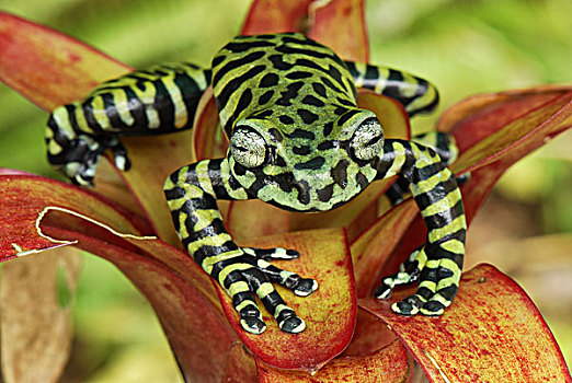 树蛙,凤梨科植物,2007年,哥伦比亚