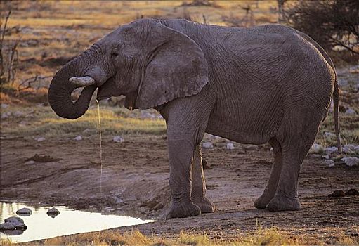 大象,非洲象,水坑,哺乳动物,埃托沙国家公园,纳米比亚,非洲,动物