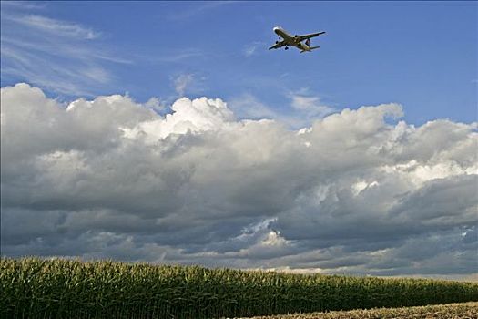 汉莎航空公司,接近,降落,上方,玉米田,慕尼黑机场,巴伐利亚,德国,欧洲