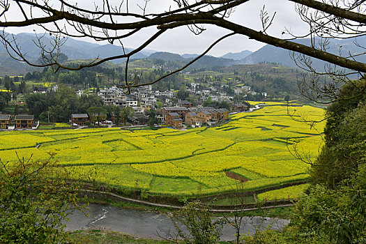 贵州凤冈,长碛古寨菜花黄,金色田园风光好