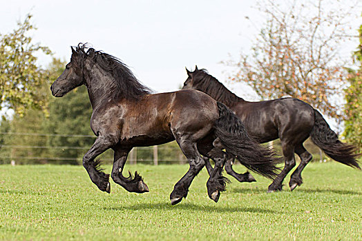 两个,马,驰骋,绿色,草地,德国