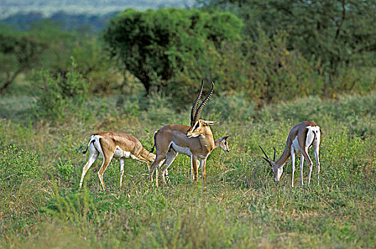 瞪羚,牧群,肯尼亚