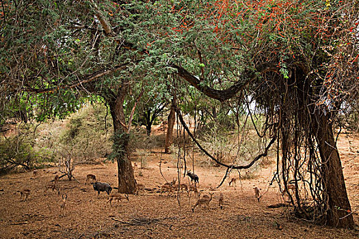 林羚,捻角羚,黑斑羚,树,露营,克鲁格国家公园,南非