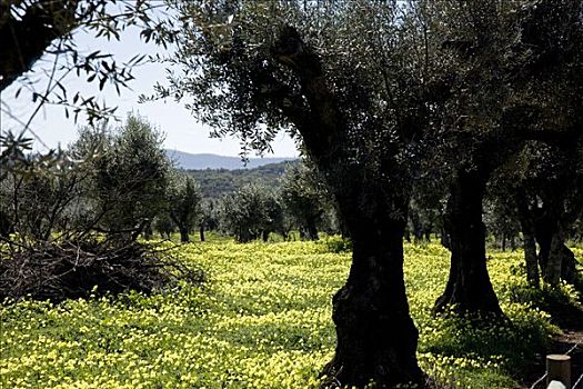 葡萄牙,橄榄树,围绕,野花