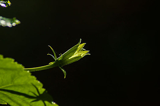 特写植物