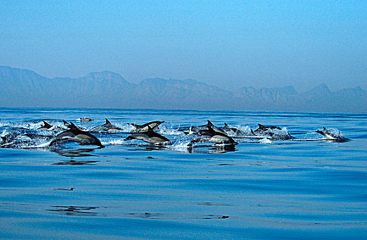 普通,海豚,学校,平面,福尔斯湾,南非