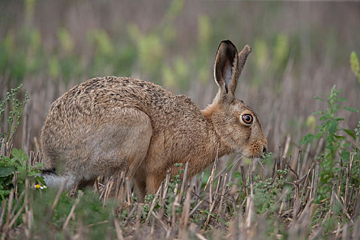 棕兔,欧洲野兔,进食,地点,英格兰,英国,欧洲